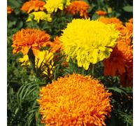Thompson & Morgan Marigold African Fantastic Mix Tall Easy Grow Summer Bedding Flowers 1X Seed Packet
