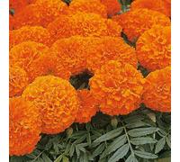 Thompson & Morgan Marigold African Space Hopper Seeds - Large Bright Orange Blooms Vigorous Compact Plants Long-Lasting Cut Flower Summer Bedding
