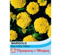 Thompson & Morgan Marigold Boy O Boy Yellow 1 Seed Packet (115 Seeds), Yellow