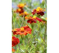 Thompson & Morgan Marigold Burning Embers Striking Red Maroon Flowers Blue-Green Foliage Long Flowering Cut Flower 1X Seed Packet