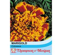 Thompson & Morgan Marigold Colossus 1 Packet (150 Seeds)