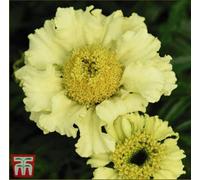 Thompson & Morgan Marigold Daisy Wheel Lemon 1 Seed Packet (100 Seeds)