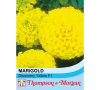 Thompson & Morgan Marigold Discovery Series F1 Hybrid Yellow 1 Seed Packet (20 Seeds), Yellow