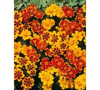 Thompson & Morgan Marigold Dwarf French Disco Compact Vibrant Blooms Container/border/bed Pollinator Friendly Easy Grow Seeds 1X Packet