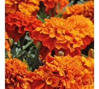 Thompson & Morgan Marigold Fireball 1 Packet (40 Seeds), Orange