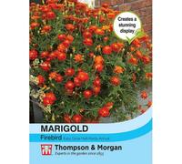 Thompson & Morgan Marigold Firebird 1 Packet (50 Seeds), Orange