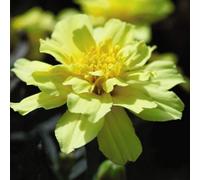 Thompson & Morgan Marigold (French) Alumia Vanilla cream 1 Seed Packet, Yellow
