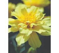 Thompson & Morgan Marigold French Alumia Vanilla Cream - Creamy White Blooms Yellow Centres Easy To Grow Pollinator Friendly 1X Seed Packet