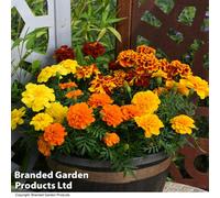 Thompson & Morgan Marigold French Durango Improved 24 Plug Plants