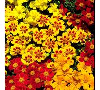 Thompson & Morgan Marigold French Fantasia Mix 1 Packet (90 Seeds)