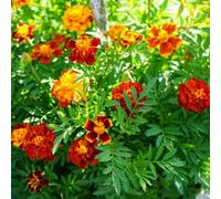Thompson & Morgan Marigold French Fantasia Mix Dwarf Edging Bedding Easy Grow Pollinator Friendly 1X Seed Packet T&m