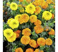 Thompson & Morgan Marigold Indian Kushi Mix 1 Packet (20 Seeds)