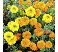 Thompson & Morgan Marigold Kushi Indian Marigold Uk First Vibrant Summer Blooms Cutting Garlands Borders Pots