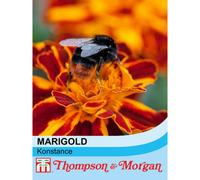 Thompson & Morgan Marigold patulaxerecta Konstance 1 Packet (100 Seeds), Orange