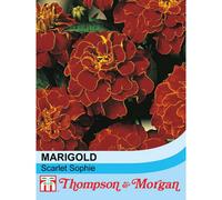 Thompson & Morgan Marigold Scarlet Sophie 1 Packet (100 Seeds)