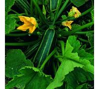 Thompson & Morgan Marrow Bush Baby Compact Vegetable - High Yield Fast Maturing Summer Crop Easy Grow 1X Seed Packet