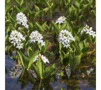 Thompson & Morgan Menyanthes Trifoliata Bogbean Pond Plants 9Cm Pots Pack Of 3 Peat Free Marginal Aquatic Water Garden Plants
