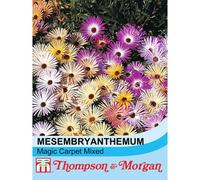 Thompson & Morgan Mesembryanthemum Magic Carpet Mixed 1 Seed Packet (2000 Seeds)