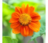 Thompson & Morgan Mexican Sunflower Fiesta Del Sol Compact Dwarf Orange Blooms Attracts Butterflies Borders Patios Cut Flowers 1X Seed Packet T&m