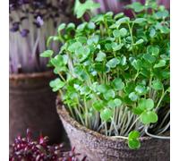 Thompson & Morgan Microgreens Broccoli Green 1 Seed Packet
