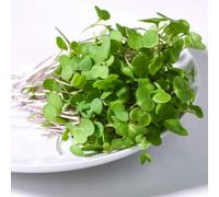 Thompson & Morgan Microgreens Kale Red Russian 1 Seed Packet, Green