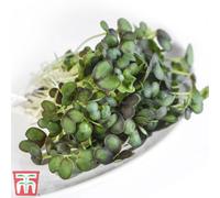 Thompson & Morgan Microgreens Mizuna Red Empire F1 1 Seed Packet