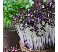 Thompson & Morgan Microgreens Mustard Red Lace 1 Seed Packet