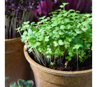 Thompson & Morgan Microgreens Mustard Wasabina Improved 1 Seed Packet