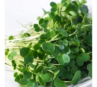 Thompson & Morgan Microgreens Salad Rocket Victoria 1 Seed Packet