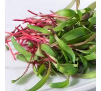 Thompson & Morgan Microgreens Swiss Chard Red Chard 1 Seed Packet
