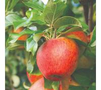 Thompson & Morgan Mini Braeburn Apple Trees (Malus) In 9Cm Pots (Pack Of 3) Dwarf Patio Apple Trees
