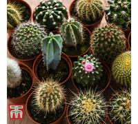 Thompson & Morgan Mini Cactus Collection Houseplants - 5 Plants