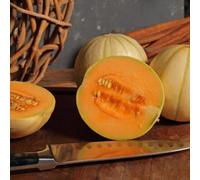 Thompson & Morgan Mini Charentais Melon Seeds - Rare Sweet Fragrant Orange Flesh Ideal For Cooler Climates & Small Gardens (4 Seeds)