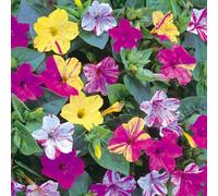 Thompson & Morgan Mirabilis Jalapa Broken Colours 1 Seed Packet, Multi