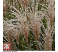 Thompson & Morgan Miscanthus (Grass) Sinensis Cute One 12Cm Potted Plant X 1