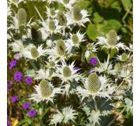 Thompson & Morgan Miss Willmott's Ghost Promo New Kew Range 1 Seed Packet