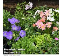 Thompson & Morgan Mixed Alpine Plant Collection - Outdoor Garden Plants, Ideal For Pots And Containers (10 Plants)