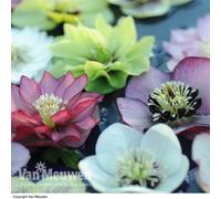 Thompson & Morgan Mixed Hellebore Breeders Mix - 5 Jumbo Plugs (40mm)
