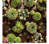 Thompson & Morgan 5 x Sempervivum Mixed 5.5cm Pot, Multi