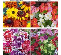 Thompson & Morgan Mixed Summer Bedding Plant Collection - 48 Plug Plants - Ideal For Hanging Baskets And Patio Containers