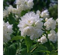 Thompson & Morgan Mock Orange Philadelphus Manteau Dhermine 3.5 Litre Potted Plant X 2
