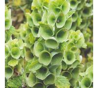 Thompson & Morgan Moluccella Laevis Bells Of Ireland Unique Green Flower Spikes Long Lasting Cut Flowers Borders Floral Arrangements Easy Grow Annua