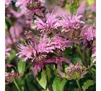 Thompson & Morgan Monarda Didyma Scarlet Bee Balm - Aromatic Pollinator-Friendly Cottage Garden Plant - 1L Pot