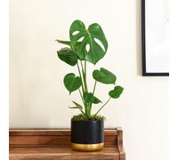 Thompson & Morgan Monstera Deliciosa Indoor Plant - Unique Split Leaves Easy Care Air Purifying. 2X 11Cm Pots.