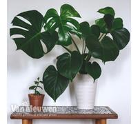Thompson & Morgan Monstera Deliciosa (Swiss Cheese Plant) 11Cm Pot X 1