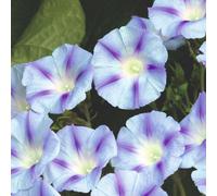 Thompson & Morgan Morning Glory Dacapo Light Blue Climbing Plant - Heavenly Blue Flowers - Easy To Grow Annual Climber
