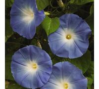Thompson & Morgan Morning Glory Heavenly Blue 1 Packet (50 Seeds)