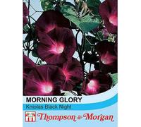 Thompson & Morgan Morning Glory Kniola's Black Knight 1 Packet (30 Seeds)