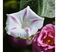 Thompson & Morgan Morning Glory Milky Way 1 Packet (25 Seeds), White