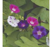 Thompson & Morgan Thompson & Morgan Morning Glory Mixed Colours 1 Packet
